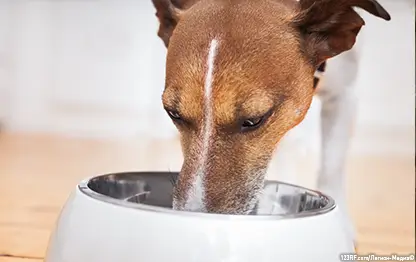 Почему собака много пьет?