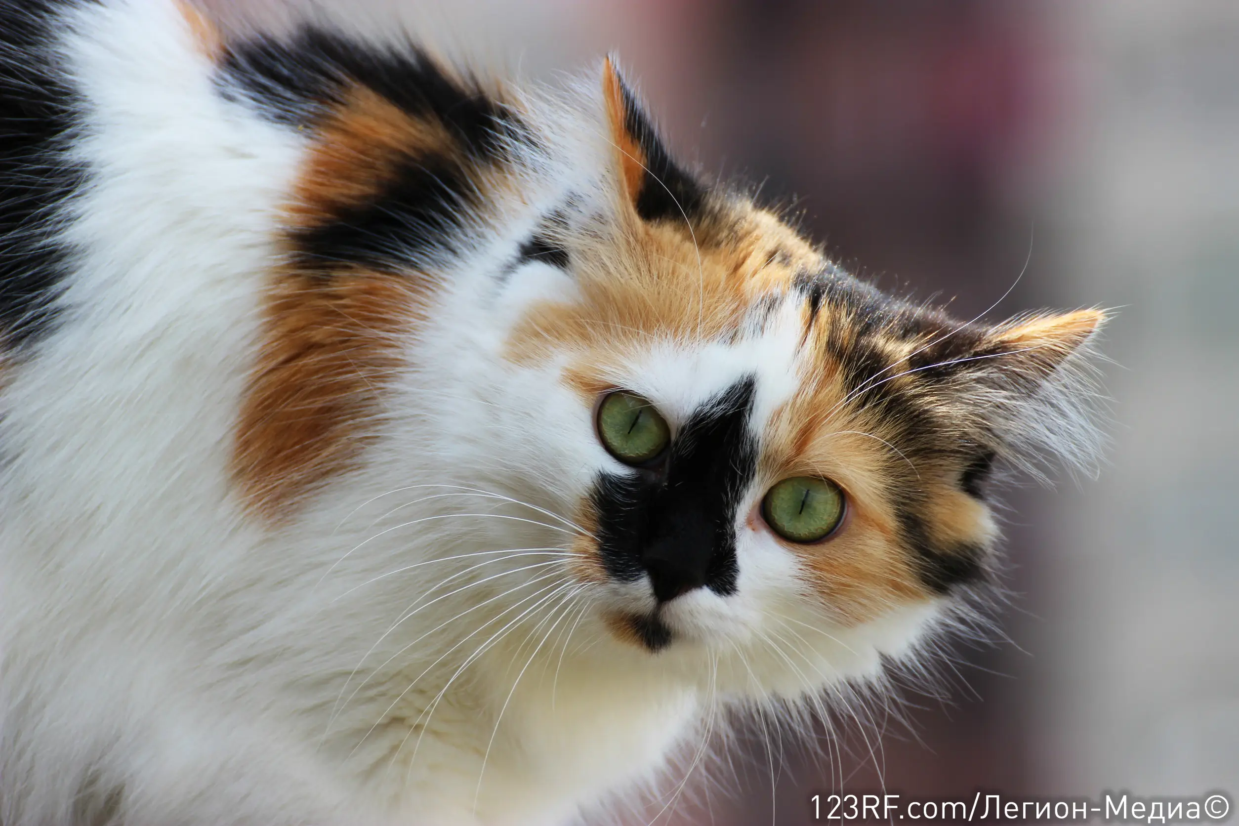 Кошка не ест: что делать?