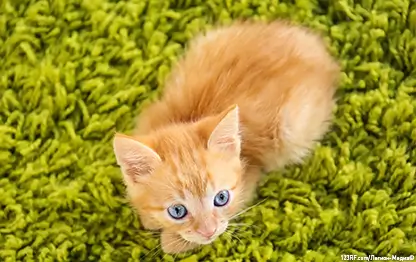 Пищевая аллергия у кошек