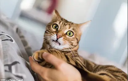 Обезболивающие для кошек: что нужно знать