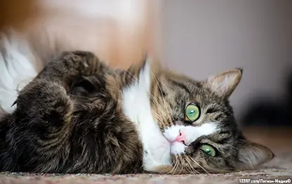 Струвиты у кошек: что это?