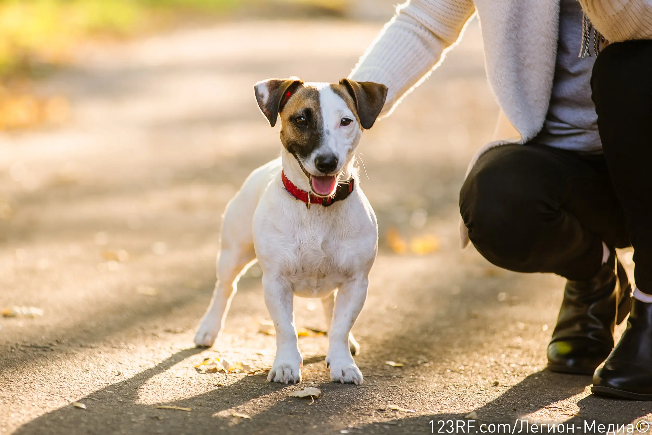 Чем кормить собак мелких пород?