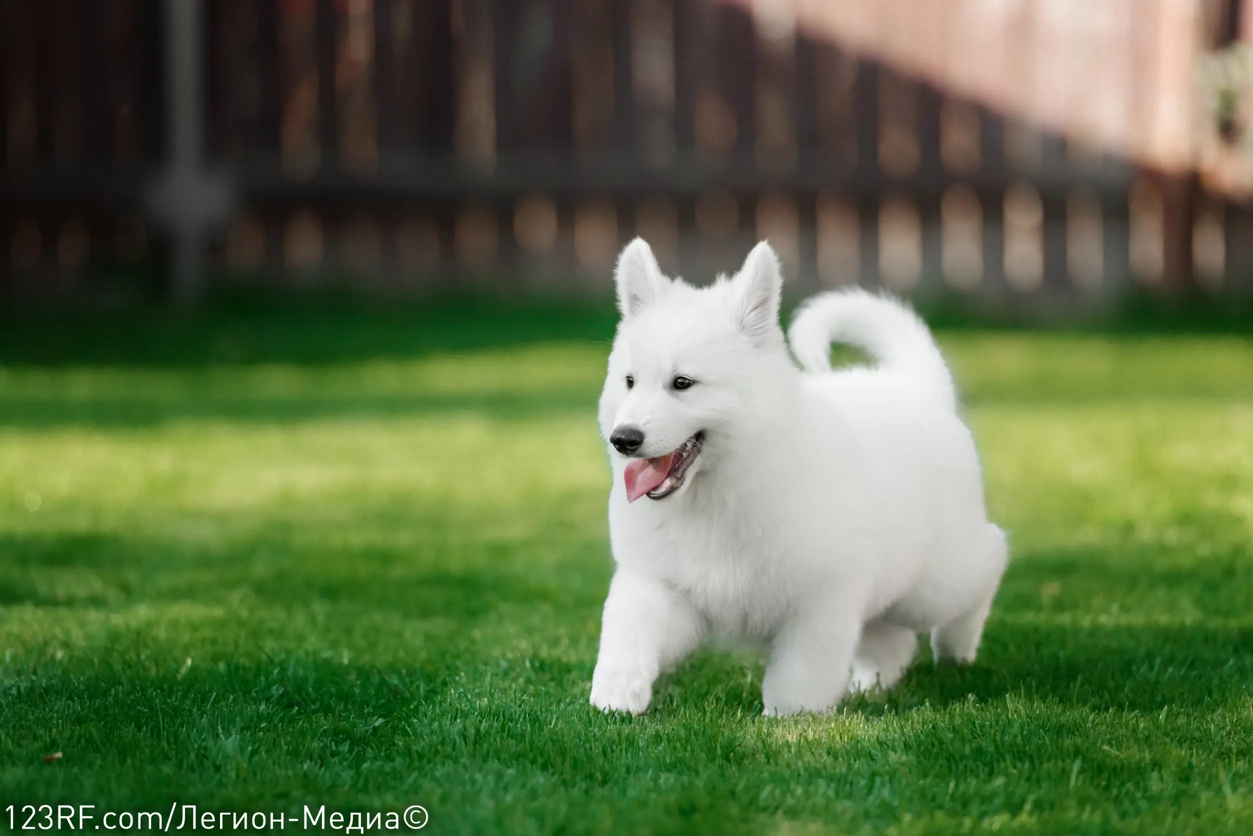 Сколько раз в день кормить собаку?
