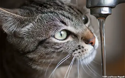 Почему кошка пьет много воды?