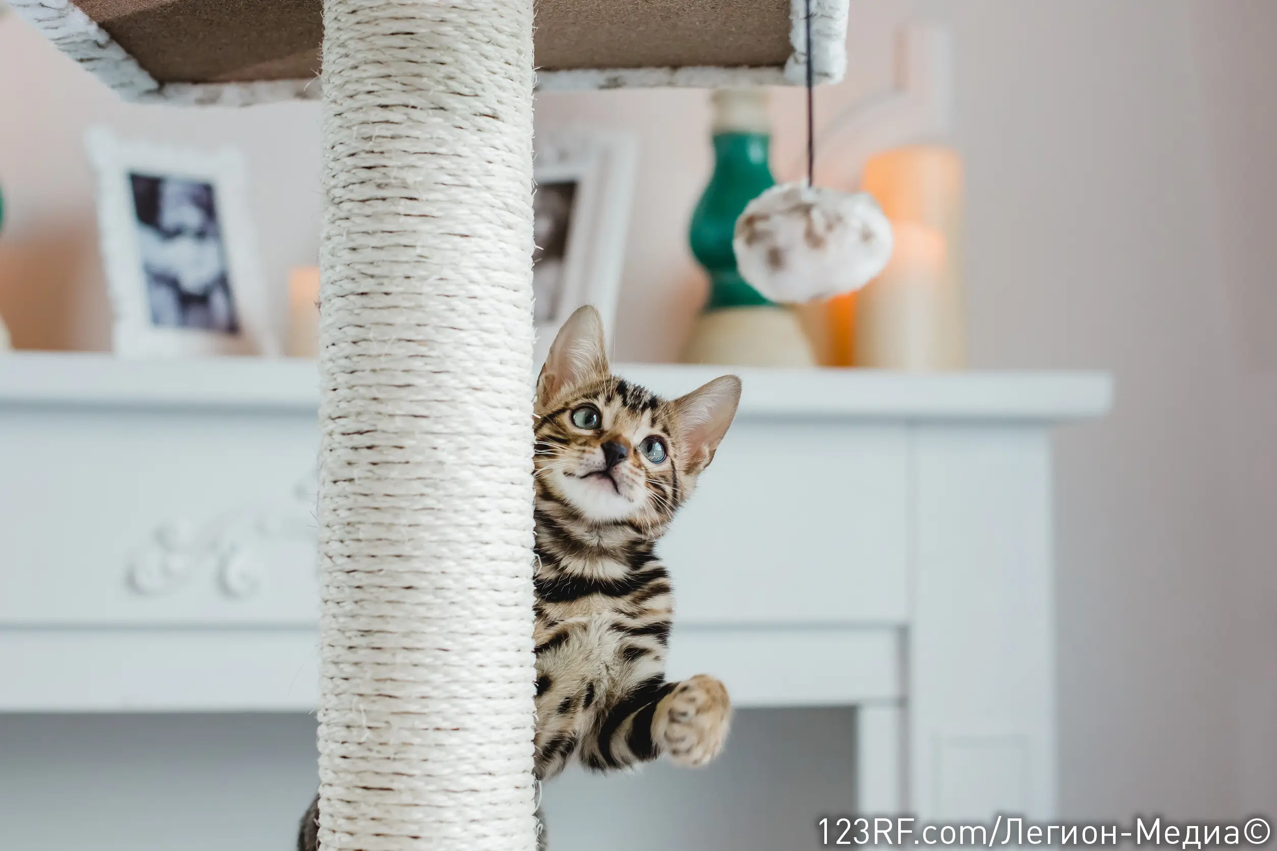 Как приучить котенка к когтеточке?