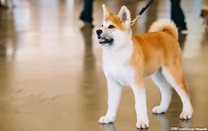 Собака часто дышит