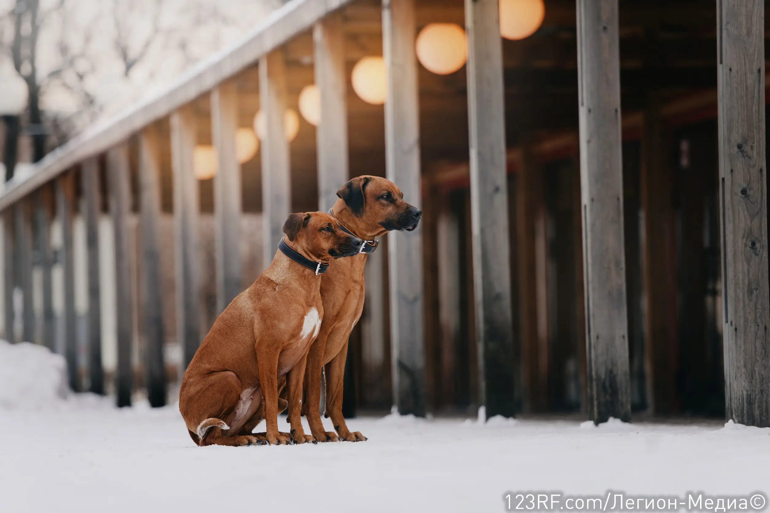Как видят собаки?