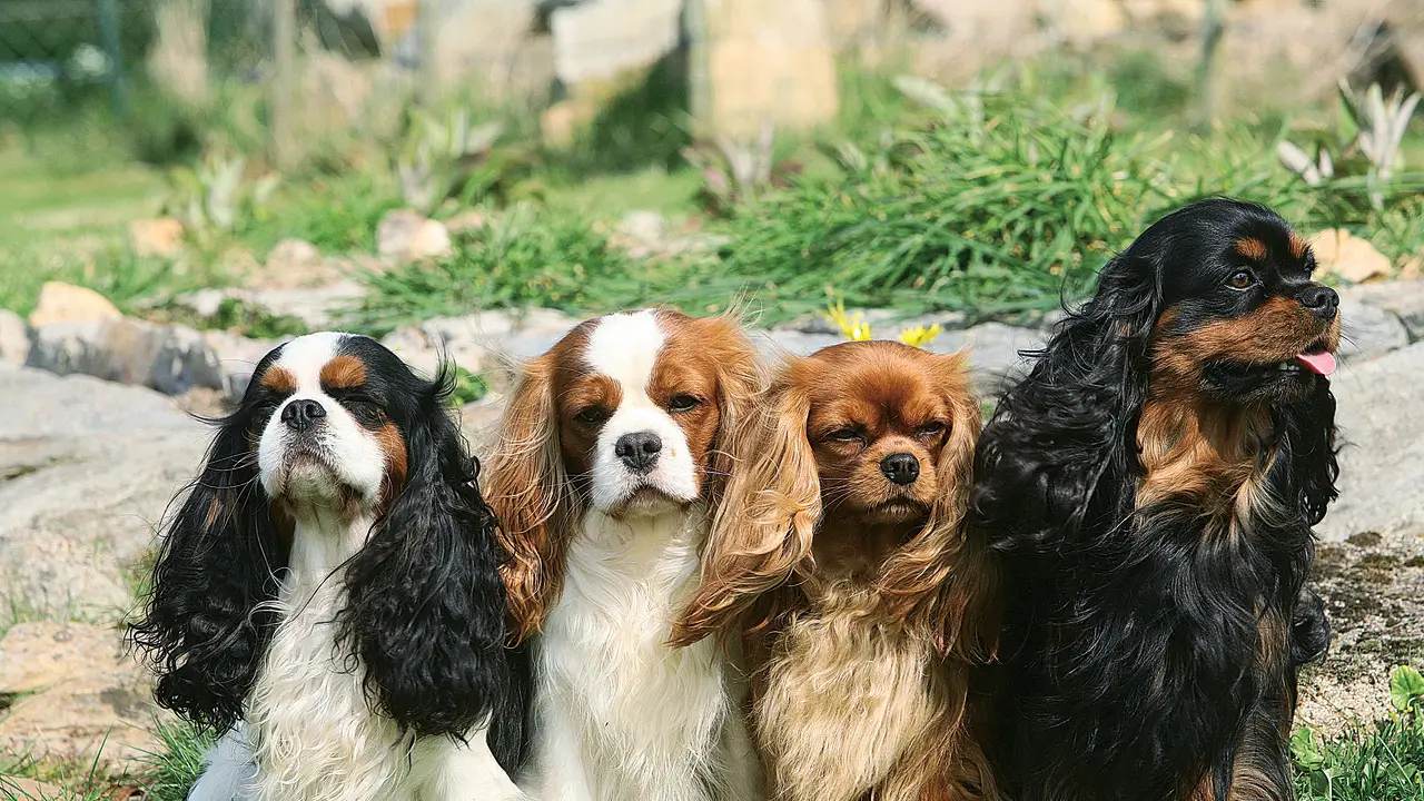 Какую собаку выбрать для квартиры?