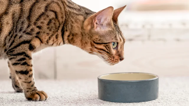 плюсы влажного корма для кошек