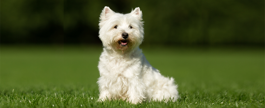 Английские породы собак