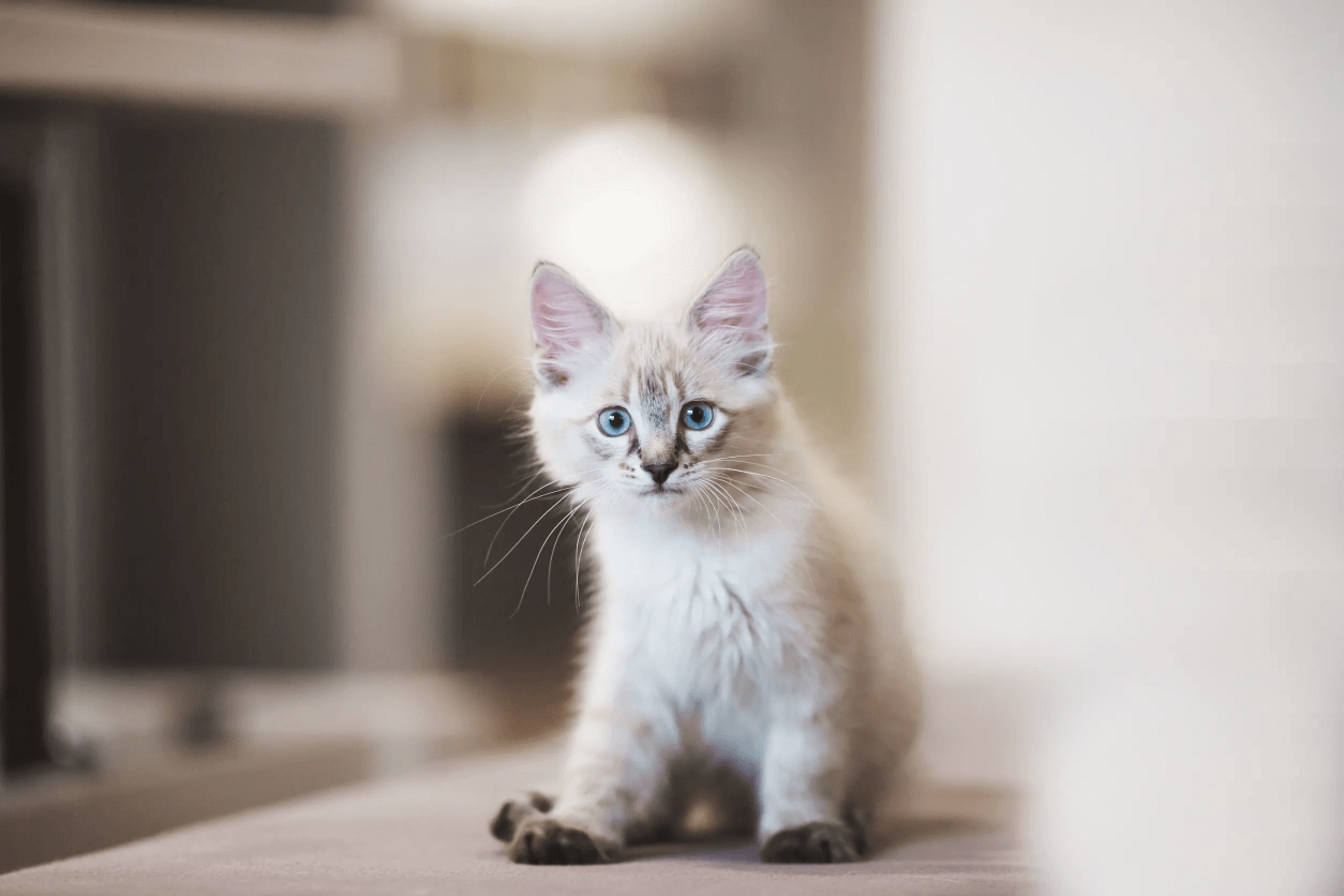 Чем кормить котенка в 4 месяца?