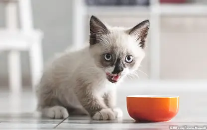 Чем кормить котенка в 4 месяца?