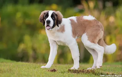 Какую породу собаки выбрать?