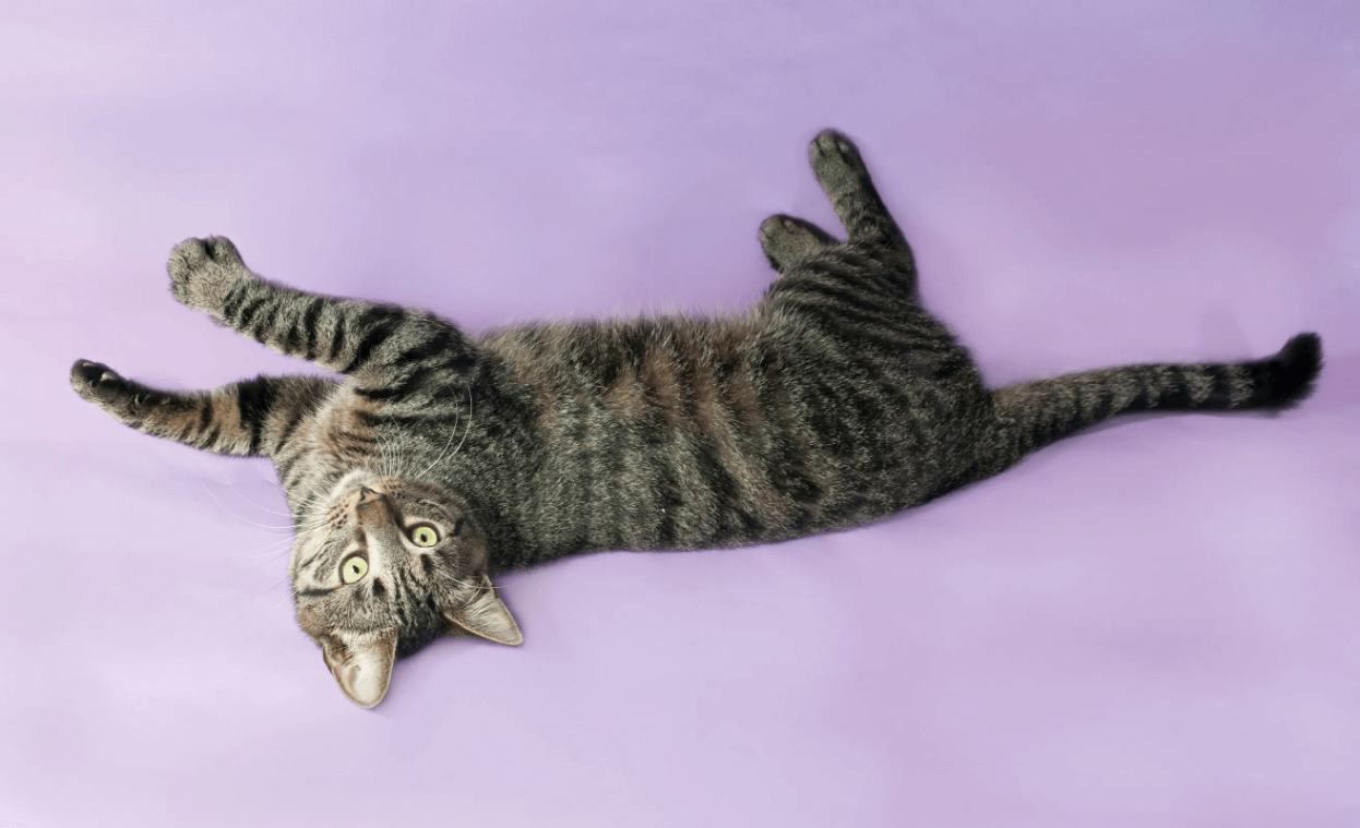 Почему котенок шипит?