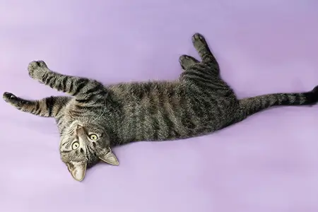 Почему котенок шипит?
