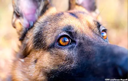 У собаки гноятся глаза