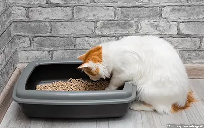 Как выбрать лоток для кошки?