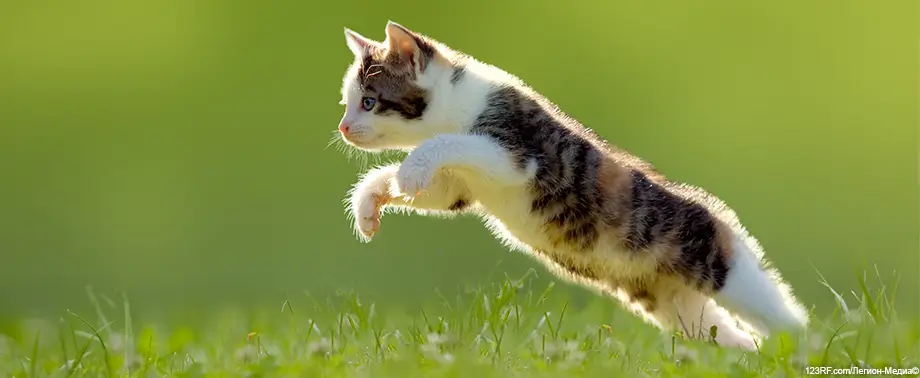 Чем лечить лишай у кошек?