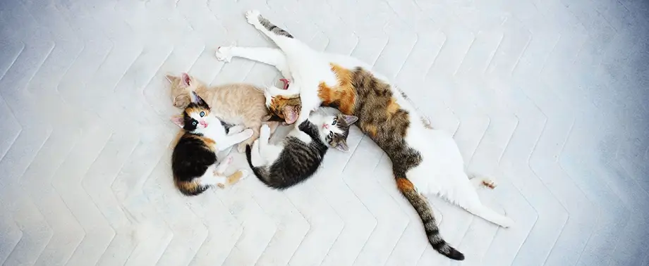 Роды у кошек