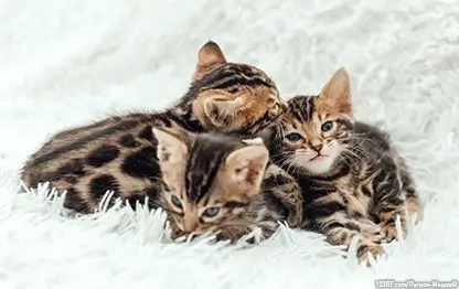 Как выбрать котенка?