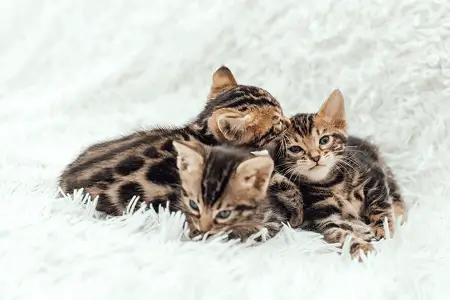 Как выбрать котенка?