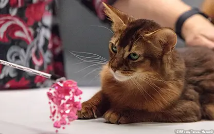 Какую породу кошек выбрать?