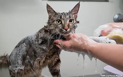 Как мыть котенка?