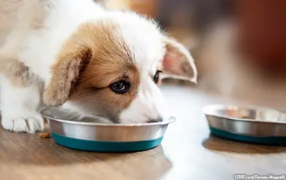 Вес собаки по месяцам