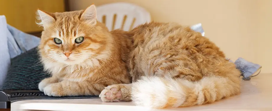 Линька у кошек