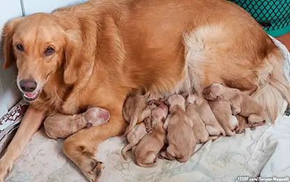 Прикорм щенков