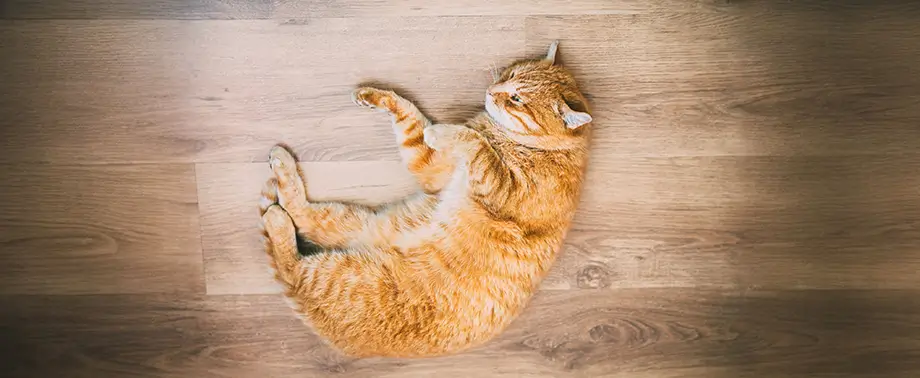 Как помочь кошке сбросить вес?