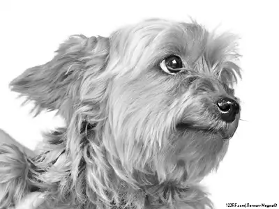 Норфолк-терьер