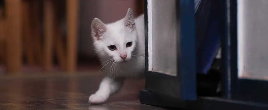 Восстановительное питание для кошки в послеоперационный период