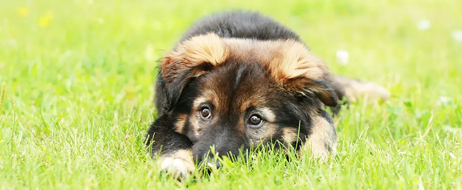 Лакомства для собак