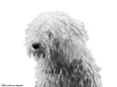 Миттельшнауцер