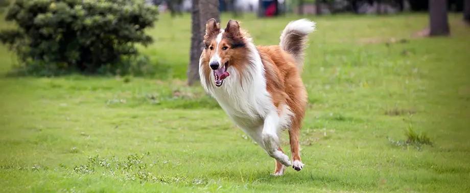 Ожирение у собак: факторы риска