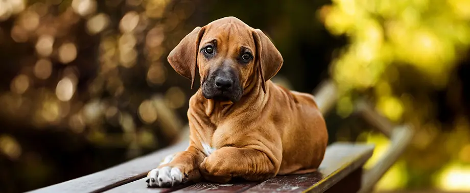 От чего зависит здоровье пищеварительной системы собаки?