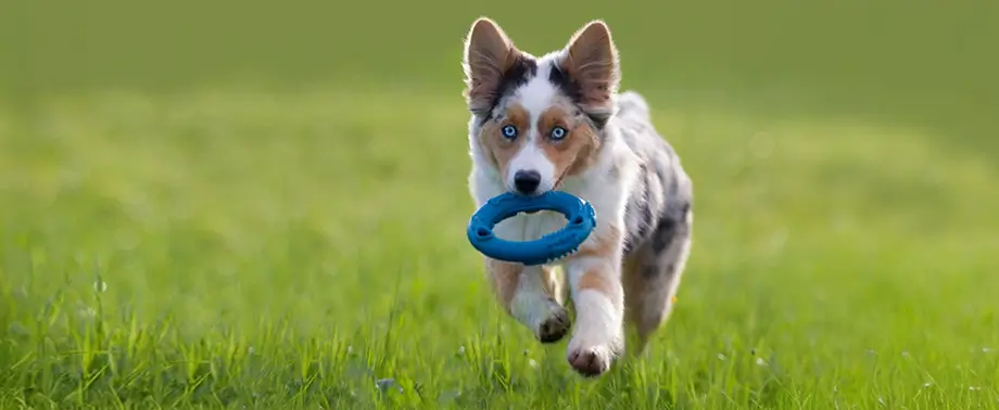 Обучение и игры со щенком