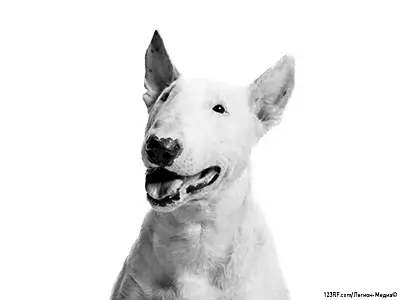 Бультерьер