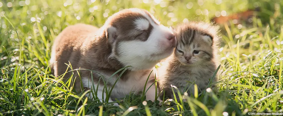 Как подружить кошку с другими животными в доме?