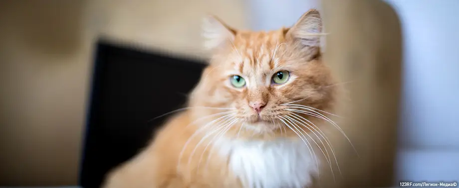 Как помочь кошке в жару?