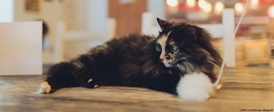 Расходы на содержание кошки