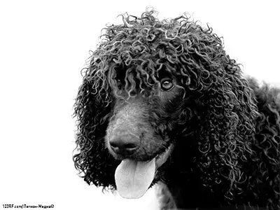 Ирландский водяной спаниель