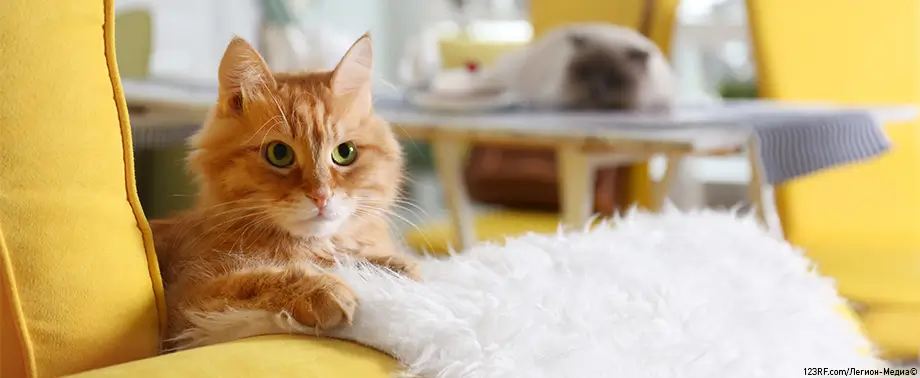 Чем обработать кошку от клещей и блох: средства, капли, шампунь