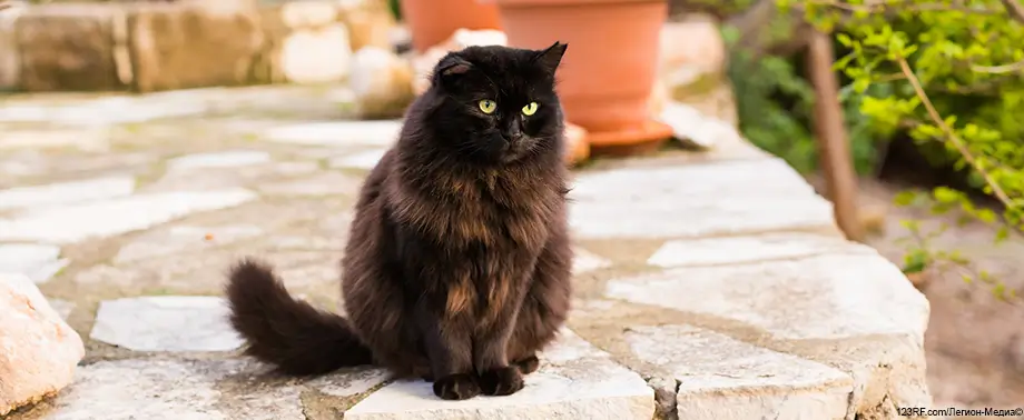 Атопический синдром у кошек