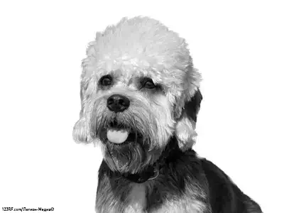 Денди-динмонт-терьер