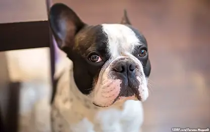 Чем кормить французского бульдога?