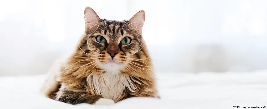 Воспаление десен у кошек