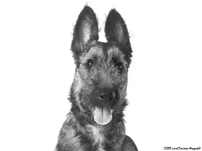 Бельгийская овчарка лакенуа