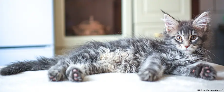 Как берут анализ крови у кошек?